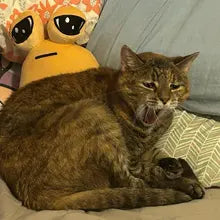 Cuddle Pou Plush Toy