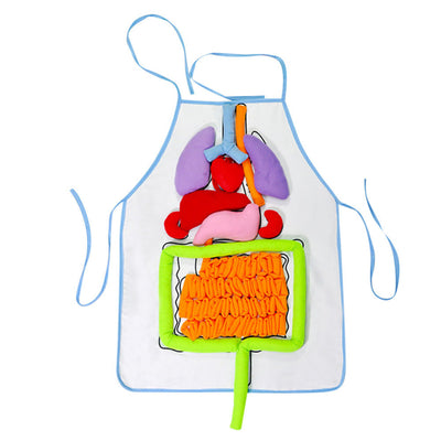 Children's educational anatomy apron with detachable soft organs for interactive learning of the human body.